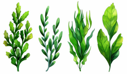 Dive into vibrant green seaweed illustrations showcasing the beauty of marine algae against a clean backdrop. Perfect for nature lovers