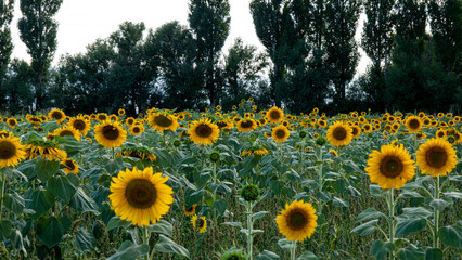 Obraz premium Sunflower field