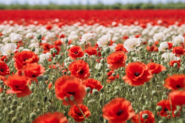 background red poppies and beautiful white roses in drops of dew, close-up photo, super realistic photo, ultra quality