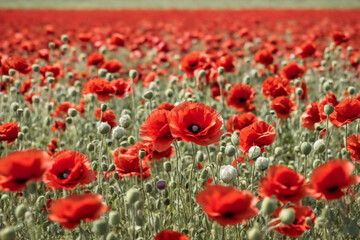 background red poppies and beautiful white roses in drops of dew, close-up photo, super realistic photo, ultra quality