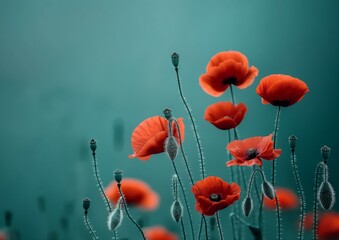 Fototapeta premium Vibrant Red Poppies in Bloom Against a Teal Background - Stunning Floral Photography with Delicate Flowers and Natural Beauty