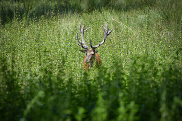 Beautiful deer on the forest