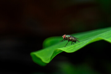 fly sitting on leaf