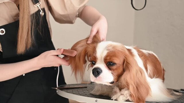 A groomer makes the coat of a Cavalier King Charles Spaniel dog smooth using a styler.