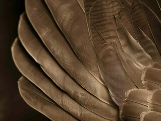 Obraz premium Close-Up of Feathers Showcasing Delicate Textures and Patterns in Sepia Tones Against Dark Background. Soft Lighting Highlights Fine Lines for Elegant Composition.