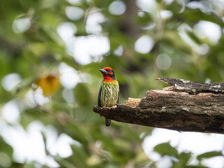 coppersmith barbet hanging on the wood in the middle of jungle 