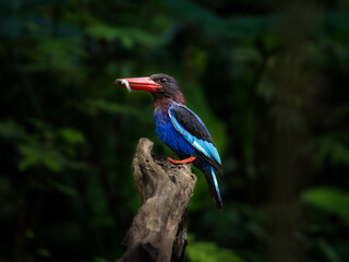 Javan kingfisher bird enjoying fish lunch on tree branch,