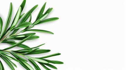 Naklejka premium Refresh your recipes with the aromatic essence of rosemary. A staple in Mediterranean cuisine for its unique flavor.