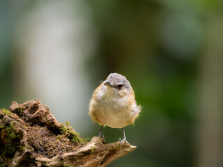 Horsfield's babbler standing on the wood looking surrounding for food 