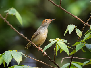olive backed taylor bird enjoying morning sunrise after heavy rain last night 