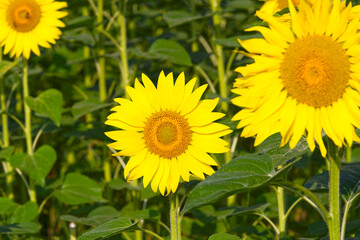 Fototapeta premium Scenic view of sunflower field in bright sunlight on a sunny summer morning at farm at Swiss City of Zürich. Photo taken July 25th, 2024, Zurich, Switzerland.