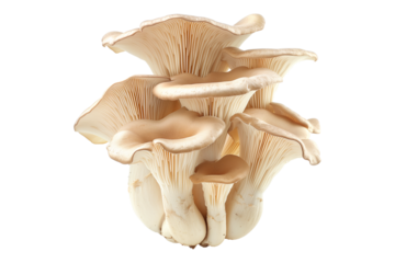 King oyster mushroom with cream-colored caps and white stems isolated on a white background
