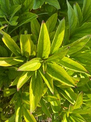 texture of green foliage natural outdoor 