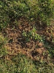 damaged lawn, victim of drought or disease