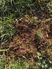 damaged lawn, victim of drought or disease