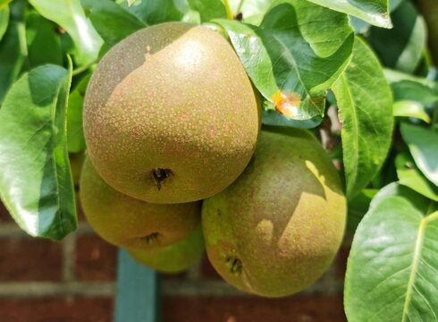 pear on tree, Benita peer.