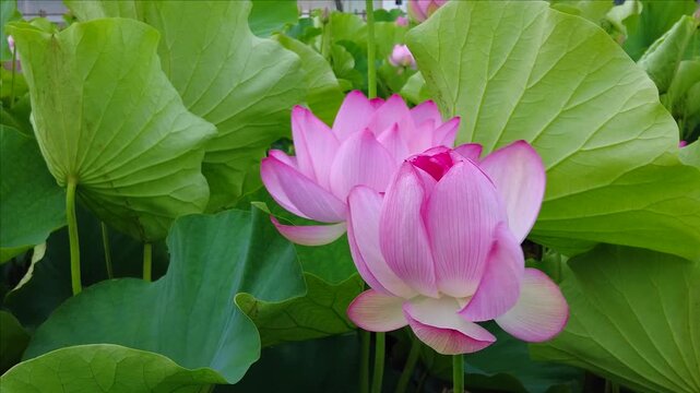 千秋公園の堀に自生する蓮