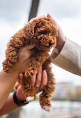 A small dog is being held by a person's hand. The dog is curled up and he is comfortable in the person's arms