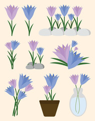 Spring Crocus Flower