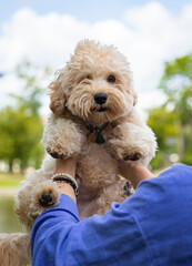 A small dog is being held by a person's hand. The dog is curled up and he is comfortable in the person's arms