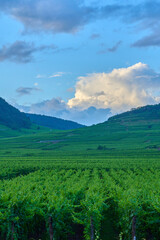 Fototapeta premium Paysage d'Alsace