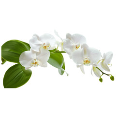 Obraz premium white orchid isolated on white
