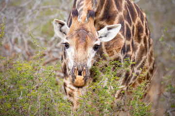 A giraffe close to the photographer leans down to eat low hanging leaves on an acacia thorn tree in the bushveld in the Kruger National Park in South Africa.