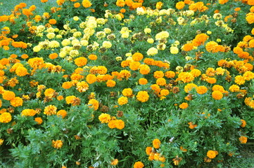 Marigold flowers or tagetes marigolds or ganda. Orange flower in garden.