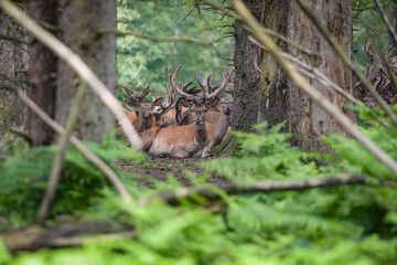 view on a group of deer in the forest