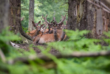 view on a group of deer in the forest