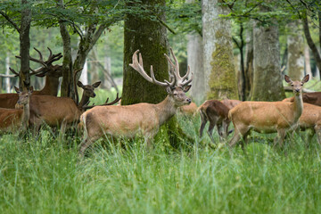 view on a group of deer in the forest