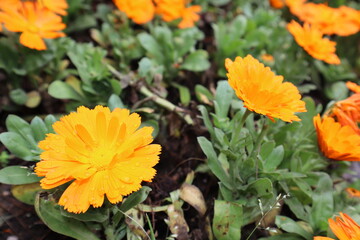 Marigold flowers or tagetes marigolds or ganda. Orange flower in garden.