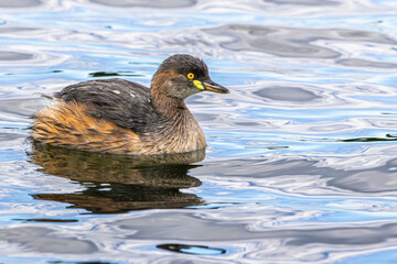 An Australasian Grebe swimming in a lake