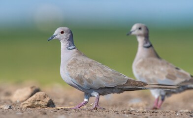 Eurasian Collared Dove (Streptopelia decaocto) is a type of pigeon that lives close to settlements.