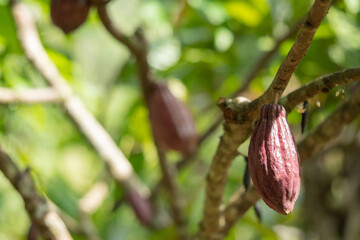 A cocoa fruit attached to the cacao tree