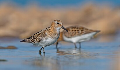 Little stint (Calidris minuta) is a wetland bird that lives in the northern parts of the European and Asian continents. It feeds in swampy areas.
