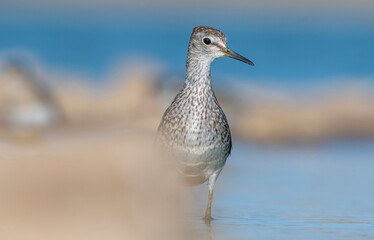 Wood Sandpiper (Tringa glareola) is a bird that feeds on invertebrates in wetlands. It lives in suitable habitats in Asia, Europe, Africa and the Americas.