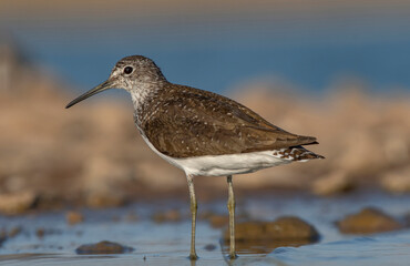 Green Sandpiper (Tringa ochropus) is usually found near freshwater. living in smaller bodies of water such as streams and ponds.There is a dense area on the Tigris River in Diyarbakır.