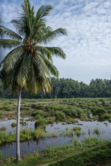 Obraz premium Coconut plantations in Indonesia