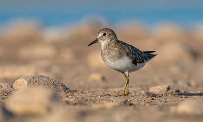 Temminck`s Stint (Calidris temminckii) is a wetland bird that lives in the northern parts of the European and Asian continents. It feeds in swampy areas.