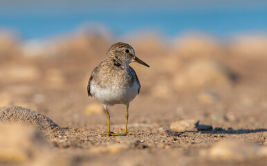 Temminck`s Stint (Calidris temminckii) is a wetland bird that lives in the northern parts of the European and Asian continents. It feeds in swampy areas.