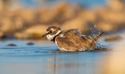 Little Ringed Plover (Charadrius dubius) is a wetland bird common in Asia, Europe and Africa.
