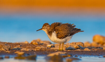 Common Sandpiper (Actitis hypoleucos) is a wetland bird that feeds on mollusks near lakes and streams. It is a common bird in Asia, Europe, Africa and Australia.