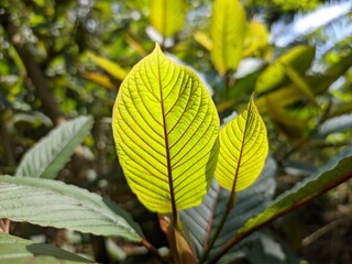 young kratom leaves close up