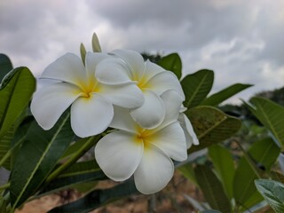 kamboja flower (Plumeria obtusa) in the morning