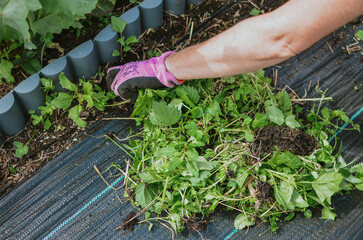 a woman with her hands in gloves cleans the bed from excess grass in the vegetable garden
