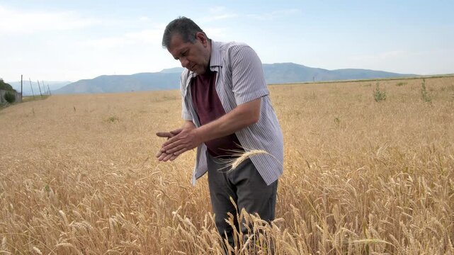 A farmer of Middle Eastern appearance picks ears of wheat and rubs them in his palms, wanting to make sure the ripeness of the wheat and begin harvesting cereals in the mountains. Agriculture