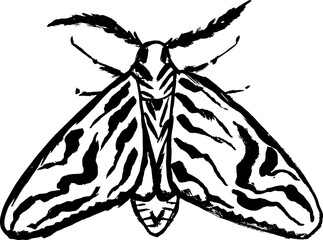 Grunge Hand Drawn Ink Brush Night Moth
