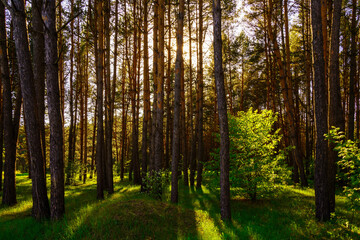 Obraz premium Sunbeams streaming through the pine trees and illuminating the young green foliage on the bushes in the pine forest in spring.