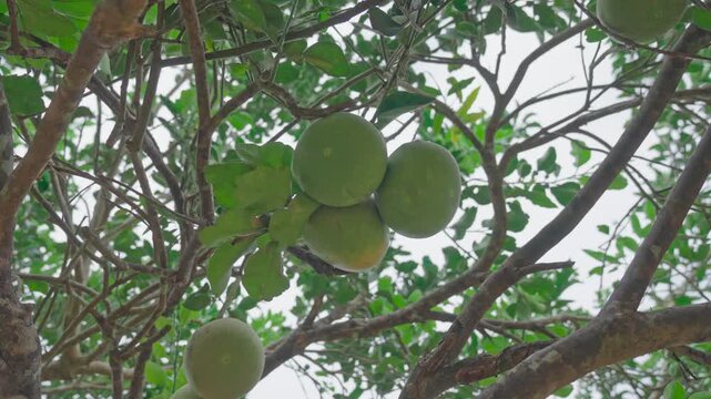 Fresh green pomelo fruit on the tree